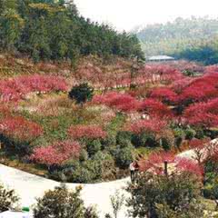 长兴东方梅园景区
