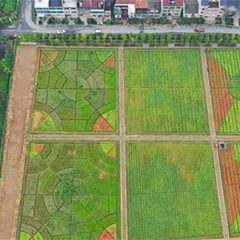 共享花田
