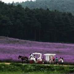 紫海蓝山薰衣草庄园
