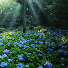 成都植物园