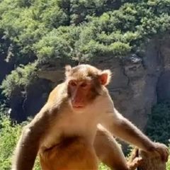 房山太平猕猴谷