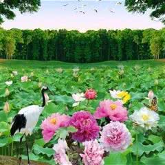襄阳荷花湖旅游景区
