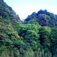 缙云山