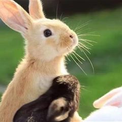 长阳萤火虫生态园