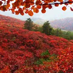 桐柏山淮源风景区