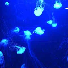 宿州三鲨海洋世界