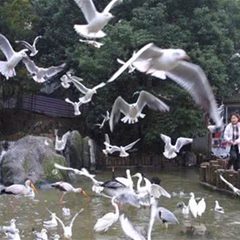 东湖海洋乐园飞鸟世界