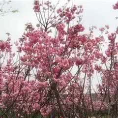 盛世樱花悠乐谷