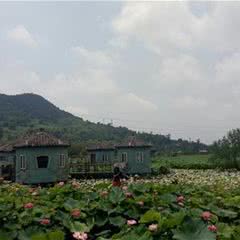 荷塘悦色