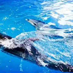 中赫海豚湾海洋公园