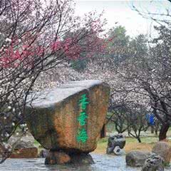 香雪海