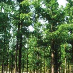 泉山森林公园