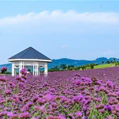 紫颐香薰山谷