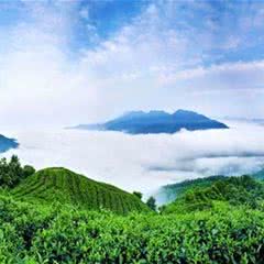 南山茶海景区