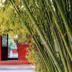 嵩阳书院
