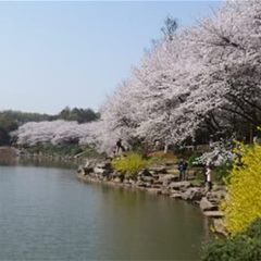 盛世闻樱旅游景区