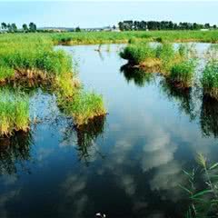 白渔泡湿地公园