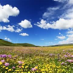 俄么塘花海