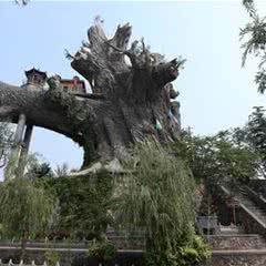 九龙槐风景区
