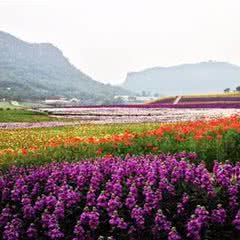 清溪谷旅游区·花田酒地景区