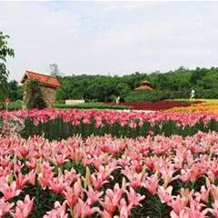 漫花庄园