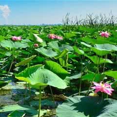 铁岭莲花湿地