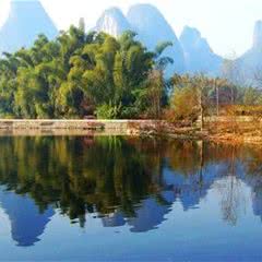 阳朔大榕树