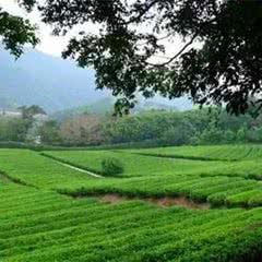 雁南飞茶田景区
