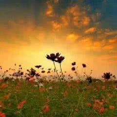 上海寻梦源香草农场