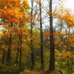 扶风野河山森林公园
