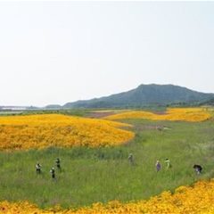 七孔桥花海