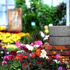 北大荒鹤城鲜花港
