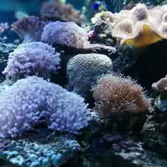 阳江沙扒景隆海洋馆