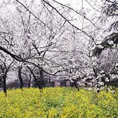 唐韵樱花园