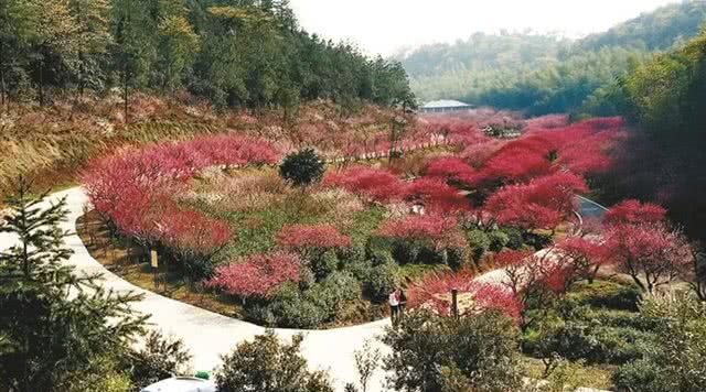 长兴东方梅园景区