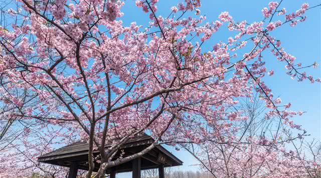 顾村公园