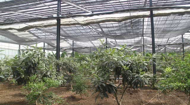 呀路古热带植物园