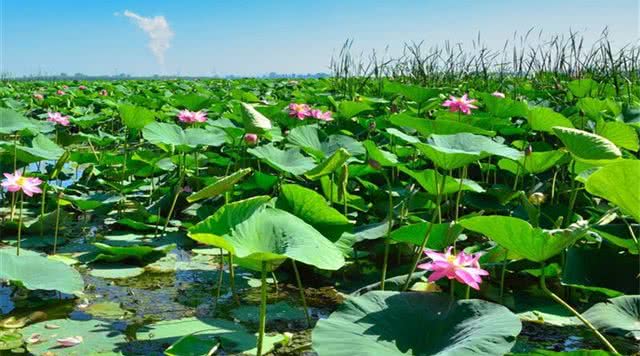铁岭莲花湿地