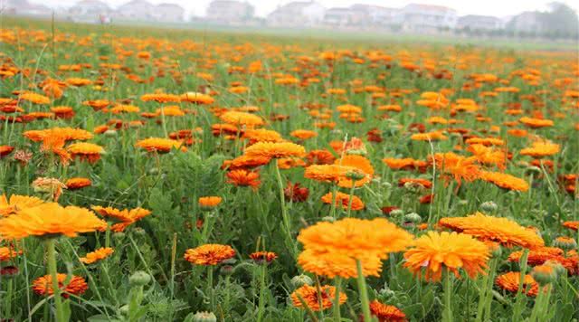 枫林花海